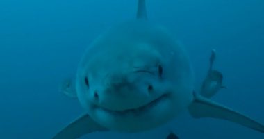 Female great white shark spotted off the Alabama coast