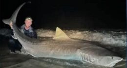 Florida fisherman catches 12-foot tiger shark: ‘One to remember’