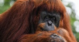 Malaysia plans ‘orangutan diplomacy’ in palm oil pitch | Environment News