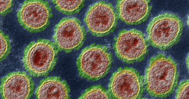New Mutations Identified in Bird Flu Virus