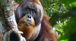 Orangutan Seen Healing His Facial Wound With Medicinal Plant