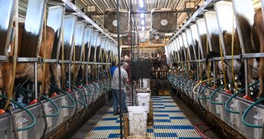 Pasteurized Dairy Foods Free of Live Bird Flu, Federal Tests Confirm