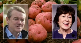 Potatoes retain USDA classification as vegetable, not grain