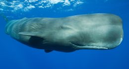 Scientists discover sperm whale ‘phonetic alphabet’ | Science and Technology News