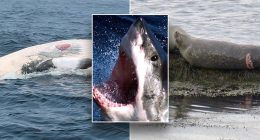Signs of white shark activity off Cape Cod, Massachusetts coastline