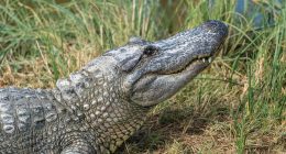 Texas police find the remains of a missing elderly woman in the jaws of an alligator