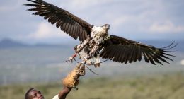 The sanctuaries trying to save birds of prey from extinction in Kenya | Wildlife