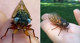 Two rare blue-eyed cicadas were spotted in the Chicago suburbs