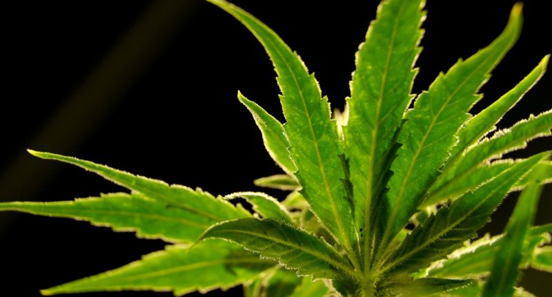 US to reclassify marijuana as less dangerous drug in historic shift | Drugs News