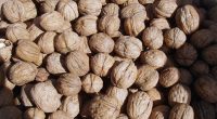 Walnuts Recalled From Natural Food Stores After E. Coli Outbreak