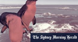 Western Australia’s little penguin population plummets again