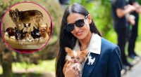 Demi Moore Putting Her Pets Before Men: Dogs 'Call the Shots'