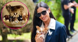 Demi Moore Putting Her Pets Before Men: Dogs 'Call the Shots'