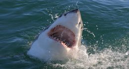Shark experts recommends maintaining eye contact if you see predator at beach