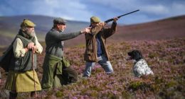 Scottish landowners face new rules as grouse-shooting season starts