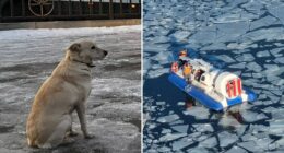 Fears tragic dog who waited 4 days for drowned owner may ‘die of a broken heart’ after howling all night & refusing food