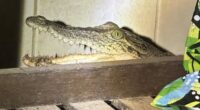 A Northern Territory man who found a crocodile in his laundry suspects the reptile could have been inside his home for about two weeks.