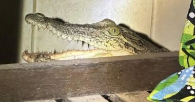 A Northern Territory man who found a crocodile in his laundry suspects the reptile could have been inside his home for about two weeks.