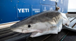 500-pound great white shark pings off Brevard coast. Here’s where