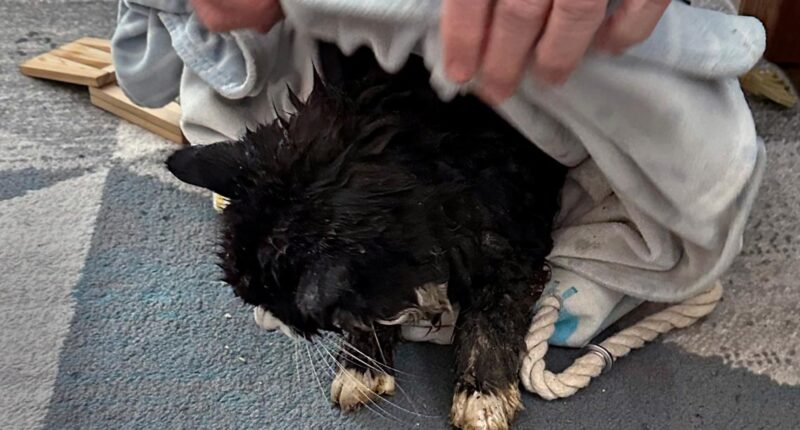 A 20-year-old blind cat is rescued from an icy Massachusetts pond after some quick thinking