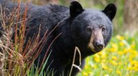 A hunter in Virginia died after a bear in a tree was shot, fell on him: authorities