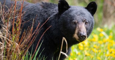 A hunter in Virginia died after a bear in a tree was shot, fell on him: authorities