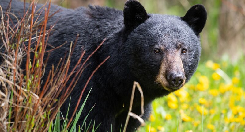 A hunter in Virginia died after a bear in a tree was shot, fell on him: authorities