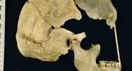 Ancient genes pinpoint when humans and Neanderthals mixed and mingled