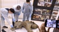 Baby mammoth preserved for 50,000 years unveiled in Russia's Siberia