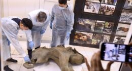 Baby mammoth preserved for 50,000 years unveiled in Russia's Siberia