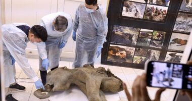 Baby mammoth preserved for 50,000 years unveiled in Russia's Siberia