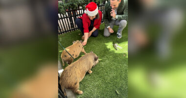 Baby pigs, Glinda and Elphaba, get Christmas pardon from Florida mayor in a Cuban twist for Nochebuena