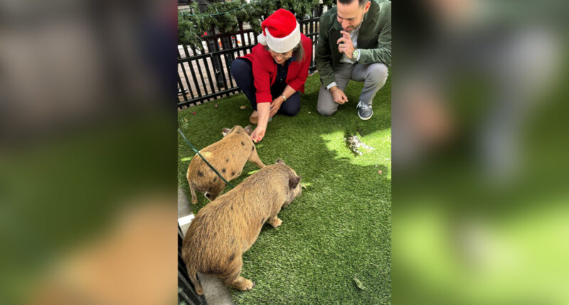 Baby pigs, Glinda and Elphaba, get Christmas pardon from Florida mayor in a Cuban twist for Nochebuena