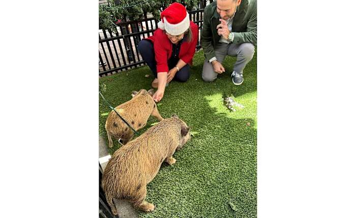 Baby pigs get Christmas pardon from Florida mayor in a Cuban twist on White House turkey tradition