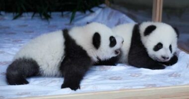 Berlin's new panda twins have been named. Meet Leni and Lotti, or Meng Hao and Meng Tian