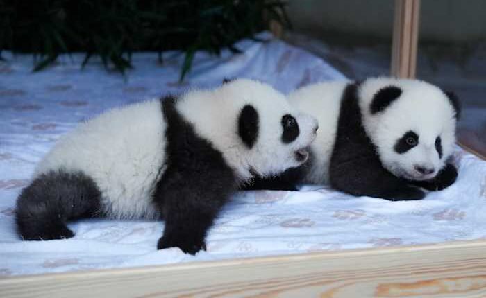 Berlin's new panda twins have been named. Meet Leni and Lotti, or Meng Hao and Meng Tian