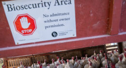 Bird flu fears grow as ‘positive test’ forces food recall in 12 states after pet dies & humans monitored for symptoms