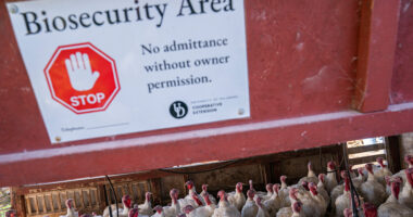 Bird flu fears grow as ‘positive test’ forces food recall in 12 states after pet dies & humans monitored for symptoms