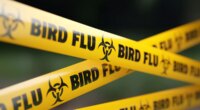 Bird flu outbreak expands, more Michigan poultry facilities exposed to virus