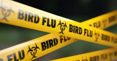 Bird flu outbreak expands, more Michigan poultry facilities exposed to virus