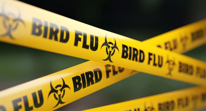 Bird flu outbreak expands, more Michigan poultry facilities exposed to virus