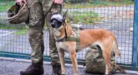 Britain’s dogs of war kitted out in high-tech vests and blast goggles as part of £3million upgrade