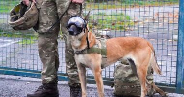 Britain’s dogs of war kitted out in high-tech vests and blast goggles as part of £3million upgrade