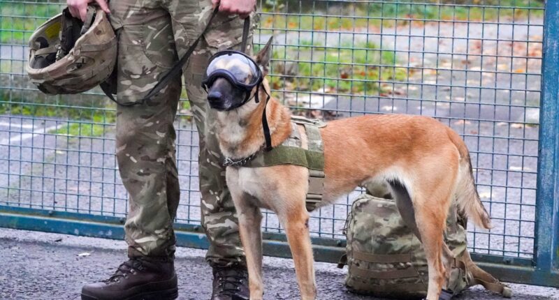 Britain’s dogs of war kitted out in high-tech vests and blast goggles as part of £3million upgrade