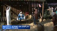 Chicago Nativity Scene on display downtown in Daley Plaza ahead of Christmas holiday