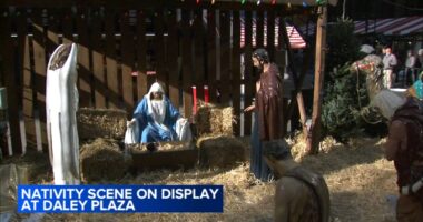 Chicago Nativity Scene on display downtown in Daley Plaza ahead of Christmas holiday