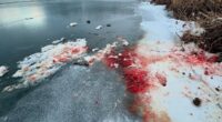 Chilling photos of blood-soaked snow at 'kill site' on frozen Alaska lake ignite terrifying theories