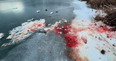 Chilling photos of blood-soaked snow at 'kill site' on frozen Alaska lake ignite terrifying theories