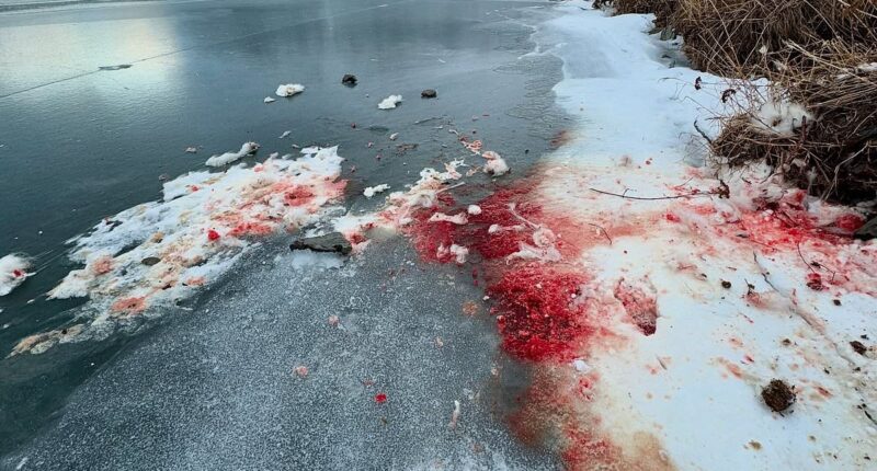 Chilling photos of blood-soaked snow at 'kill site' on frozen Alaska lake ignite terrifying theories