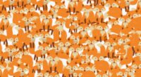 Everyone can see the foxes in this brainteaser but you have 20/20 vision if you spot the sneaky cat in less than 7secs